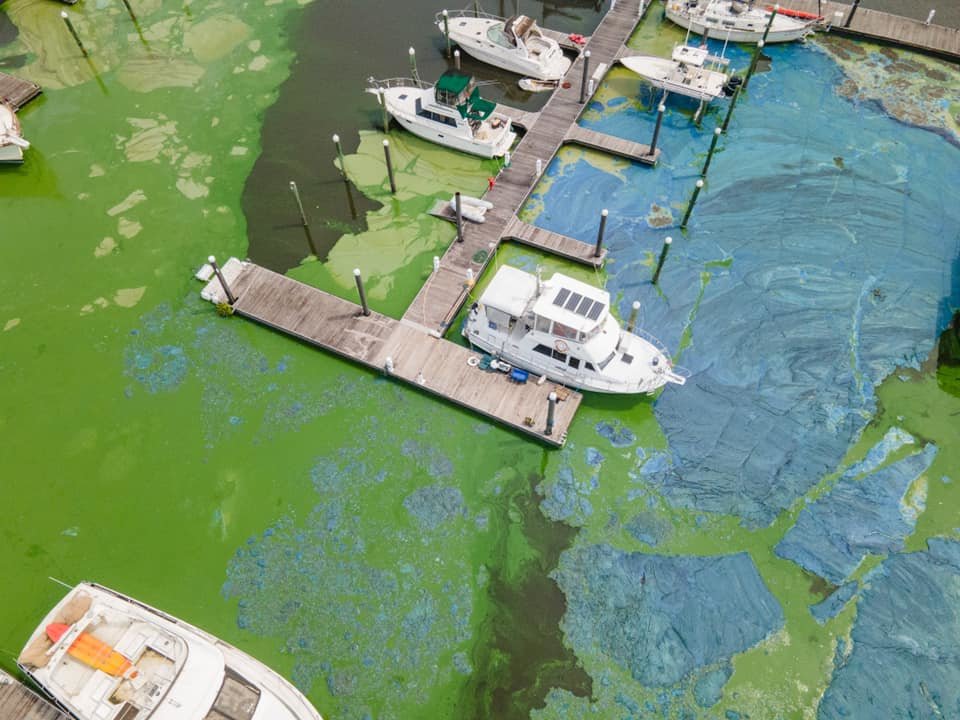 In April 2021 the South Florida Water Management District used innovative technologies to deal with a harmful algal bloom at the Pahokee Marina. They also removed some metal sheeting which was blocking water flow through the marina.